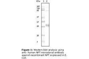 Image no. 1 for anti-NPT II antibody (ABIN292933) (NPT II antibody)
