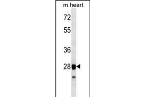 STX8 Antibody (N-term) (ABIN656580 and ABIN2845843) western blot analysis in mouse heart tissue lysates (35 μg/lane). (STX8 antibody  (N-Term))