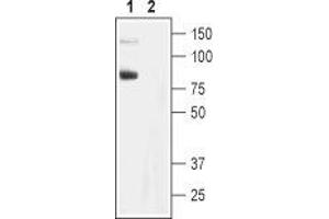 Western blot analysis of rat brain membranes: - 1. (TRPC6 antibody  (Intracellular))