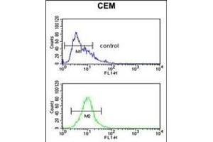 FUT1 Antibody (Center) (ABIN390492 and ABIN2840851) flow cytometric analysis of CEM cells (bottom histogram) compared to a negative control cell (top histogram). (FUT1 antibody  (AA 164-195))