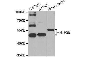 Western blot analysis of extracts of various cell lines, using HTR2B Antibody (ABIN5974979) at 1/1000 dilution. (Serotonin Receptor 2B antibody)