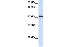 FCRLA antibody used at 1 ug/ml to detect target protein.
