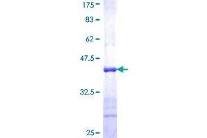 NR1H4 Protein (AA 363-472) (GST tag)
