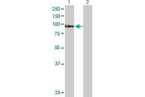 Western Blot analysis of TAF1C expression in transfected 293T cell line by TAF1C MaxPab polyclonal antibody.