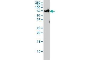 ZNF143 antibody  (AA 1-626)