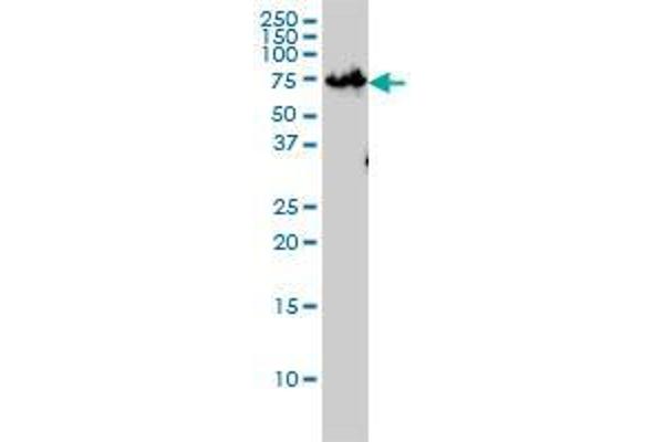 ZNF143 antibody  (AA 1-626)