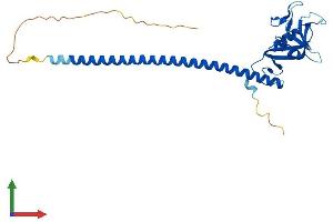 AlphaFold protein structure predicition of Human Recombinant CLEC1A Protein, UniprotID Q8NC01 (CLEC1A Protein (AA 1-280) (His tag))