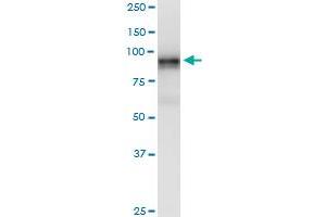 LRRC8A monoclonal antibody (M04), clone 8H9. (LRRC8A antibody  (AA 711-810))