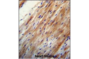 OO Antibody (N-term) 13324a immunohistochemistry analysis in formalin fixed and paraffin embedded human heart tissue followed by peroxidase conjugation of the secondary antibody and DAB staining. (APOO antibody  (N-Term))