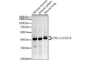 Western blot analysis of extracts of various cell lines, using PD-L1/CD274 antibody (ABIN7266178) at 1:500 dilution. (PD-L1 antibody)