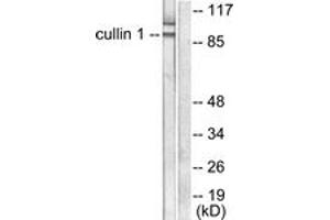 Western blot analysis of extracts from HeLa cells, using Cullin 1 Antibody. (Cullin 1 antibody  (AA 727-776))