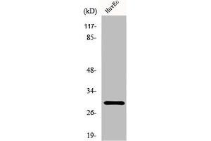 Western Blot analysis of HuvEc cells using HoxB5 Polyclonal Antibody (HOXB5 antibody  (Internal Region))