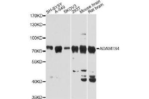 Western Blotting (WB) image for anti-ADAM Metallopeptidase with Thrombospondin Type 1 Motif, 4 (ADAMTS4) (AA 52-315) antibody (ABIN3023337)
