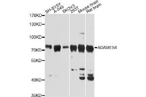 Western blot analysis of extracts of various cell lines, using ADAMTS4 Antibody. (ADAMTS4 antibody  (AA 52-315))