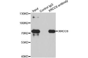 Immunoprecipitation analysis of 100ug extracts of SW480 cells using 3ug XRCC6 antibody. (XRCC6 antibody)