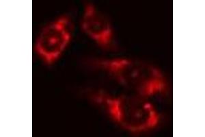 ABIN6275046 staining Hela cells by IF/ICC. (ATG4D antibody  (C-Term))