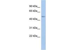 Image no. 1 for anti-DEAD (Asp-Glu-Ala-Asp) Box Polypeptide 39B (DDX39B) (N-Term) antibody (ABIN6742673) (DDX39B antibody  (N-Term))