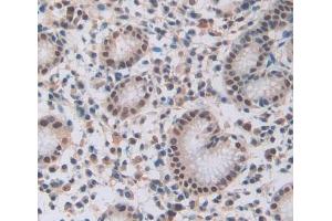 #VALUE! (RUNX1 antibody  (AA 1-232))