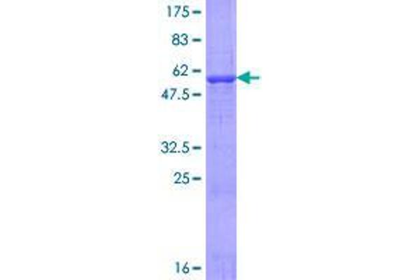 ATPAF2 Protein (AA 1-289) (GST tag)