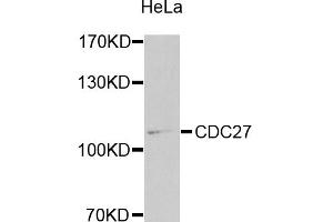 Western blot analysis of extracts of HeLa cells, using CDC27 antibody (ABIN1871678) at 1:1000 dilution. (CDC27 antibody)