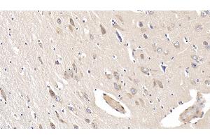 Detection of IL19 in Human Cerebrum Tissue using Monoclonal Antibody to Interleukin 19 (IL19) (IL-19 antibody  (AA 25-177))