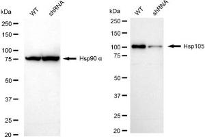 Western blotting analysis using Hsp105 antibody (ABIN7798839).