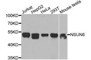Western blot analysis of extracts of various cell lines, using NSUN6 antibody (ABIN5974338) at 1/1000 dilution. (NSUN6 antibody)