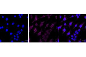 anti-Phosphoinositide-3-Kinase, Class 3 (PIK3C3) antibody