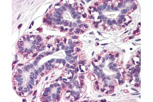 Anti-RAMP3 antibody IHC of human breast. (RAMP3 antibody  (N-Term))