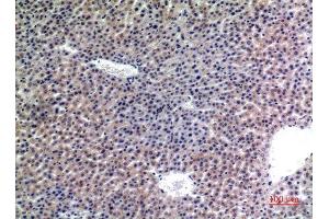 Immunohistochemistry (IHC) analysis of paraffin-embedded Mouse Liver, antibody was diluted at 1:100. (LAMP2 antibody)