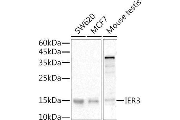 IER3 antibody  (C-Term)