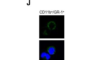 Western Blotting (WB) image for anti-CD81 (CD81) antibody (ABIN2855163)