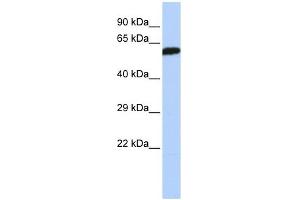 DLD antibody used at 1 ug/ml to detect target protein. (DLD antibody  (Middle Region))