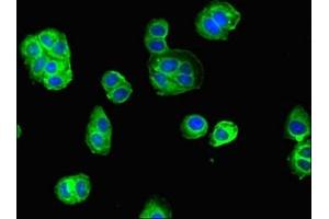 Immunofluorescent analysis of HepG2 cells using ABIN7161508 at dilution of 1:100 and Alexa Fluor 488-congugated AffiniPure Goat Anti-Rabbit IgG(H+L) (ELANE antibody  (AA 30-267))