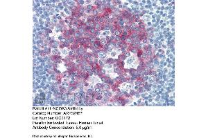 Immunohistochemistry with Human Tonsil lysate tissue at an antibody concentration of 5. (NCOA3 antibody  (Middle Region))