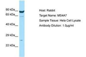 Image no. 1 for anti-Membrane-Spanning 4-Domains, Subfamily A, Member 7 (MS4A7) (AA 98-147) antibody (ABIN6750013) (MS4A7 antibody  (AA 98-147))