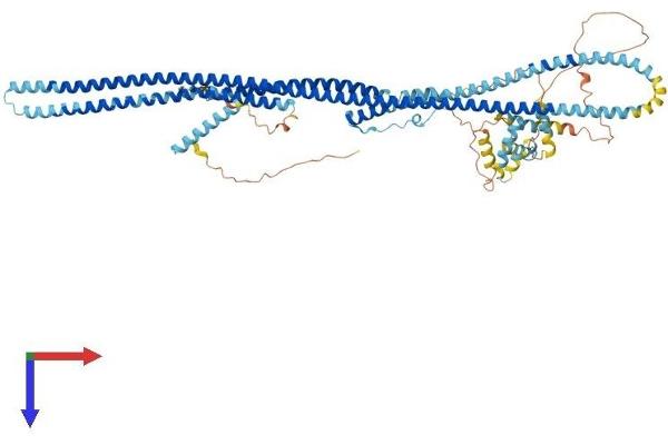 Dynein Regulatory Complex Subunit 1 (DRC1) (AA 1-753) protein (His tag)