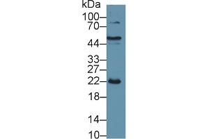 Western Blotting (WB) image for anti-C-Reactive Protein (CRP) (AA 20-222) antibody (ABIN7429712)