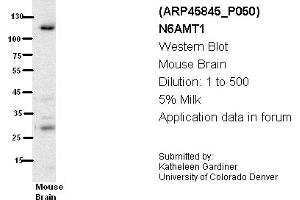 Image no. 1 for anti-N-6 Adenine-Specific DNA Methyltransferase 1 (Putative) (N6AMT1) (N-Term) antibody (ABIN785311) (N6AMT1 antibody  (N-Term))