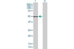 Western Blot analysis of GSDMD expression in transfected 293T cell line by GSDMD MaxPab polyclonal antibody. (GSDMD antibody  (AA 1-484))