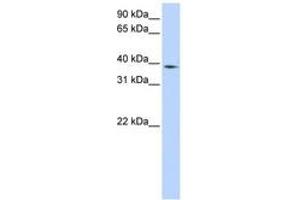 Image no. 1 for anti-Neutrophil Cytosolic Factor 4, 40kDa (NCF4) (AA 216-265) antibody (ABIN6740947) (NCF4 antibody  (AA 216-265))