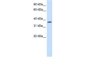 SAP30BP antibody (20R-1212) used at 0. (SAP30BP antibody  (C-Term))