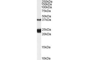 ABIN190891 (0. (Galanin Receptor 1 antibody  (Internal Region))