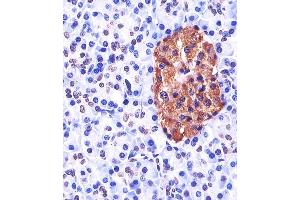 A staining Neurogenin3 in human pancreas tissue sections by Immunohistochemistry (IHC-P - paraformaldehyde-fixed, paraffin-embedded sections). (Neurogenin 3 antibody  (N-Term))
