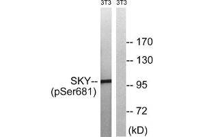 Western blot analysis of extracts from 3T3 cells treated with EGF using MER/SKY (Phospho-Tyr749/681) Antibody.