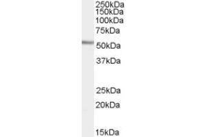Image no. 1 for anti-WAS/WASL Interacting Protein Family, Member 1 (WIPF1) (C-Term) antibody (ABIN375118) (WIPF1 antibody  (C-Term))