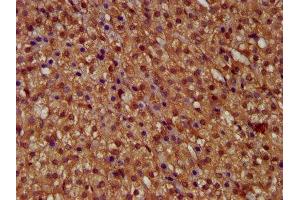 IHC image of ABIN7146322 diluted at 1:400 and staining in paraffin-embedded human adrenal gland tissue performed on a Leica BondTM system. (MICU1 antibody  (AA 55-191))