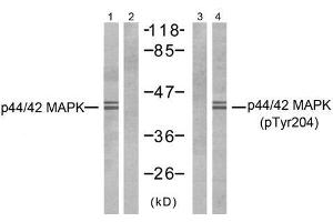 Western blot analysis of extracts from NIH-3T3 cells, using p44/42 MAP Kinase (Ab-204) antibody (E021238, Line 1 and 2) and p44/42 MAP Kinase (phospho- Tyr204) antibody (E011246, Line 3 and 4). (ERK1/2 antibody  (pTyr204))