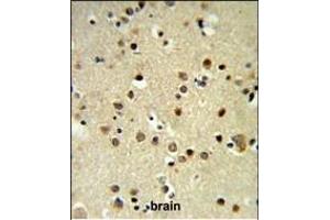 CBX1 Antibody (C-term) (ABIN652861 and ABIN2842560) IHC analysis in formalin fixed and paraffin embedded brain tissue followed by peroxidase conjugation of the secondary antibody and DAB staining. (CBX1 antibody  (C-Term))