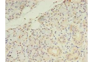Immunohistochemistry of paraffin-embedded human pancreatic tissue using ABIN7164578 at dilution of 1:100 (ZDHHC4 antibody  (AA 277-344))